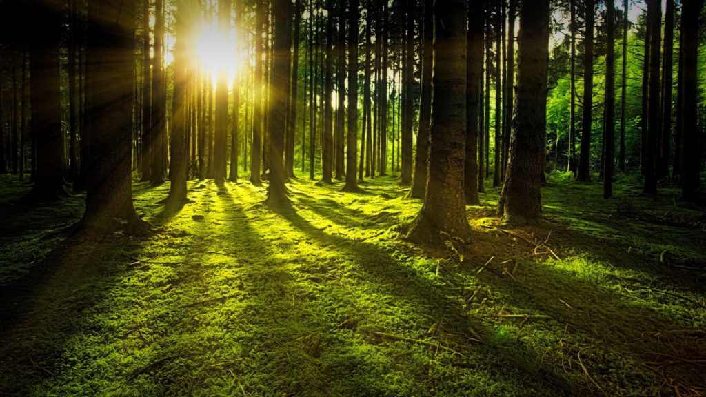Save The Trees