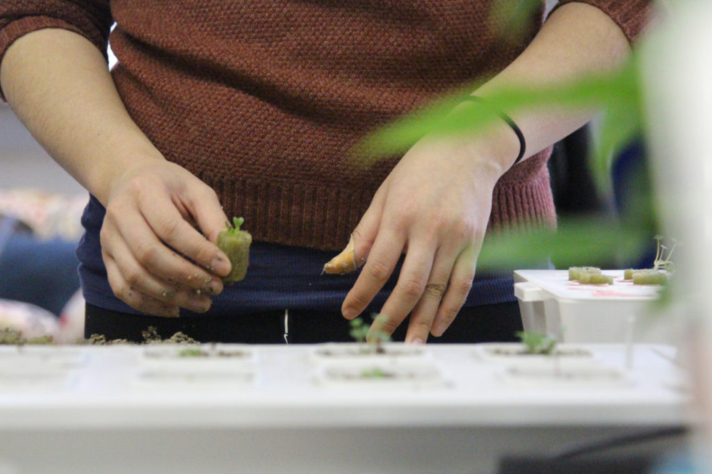 Hydroponics: The Gateway To Self-Sustainability?
