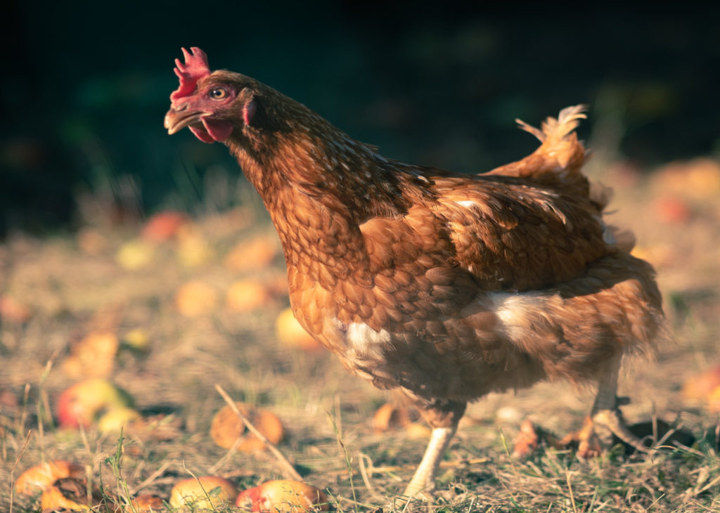 Permaculture: Gardening In Harmony With Nature